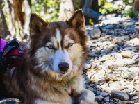 5 bonnes raisons de pratiquer la cani rando avec votre chien