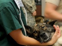 5 choses à savoir sur la rage