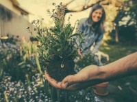 5 conseils pour acheter des plantes sans se planter