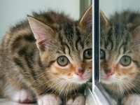 5 conseils pour éduquer un chaton