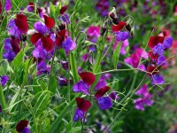 5 fleurs de printemps faciles à cultiver