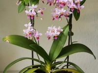 5 questions sur les orchidées