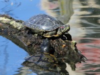 6 choses à savoir sur la tortue de Floride