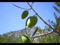 A l'automne, l'Hérault dévoile ses saveurs de saison 