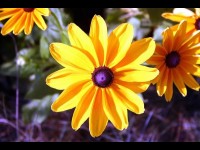 A quoi sert une fleur ?