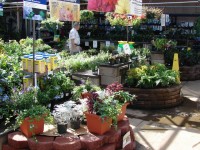 Achats en jardinerie : comment bien choisir ses plantes ?