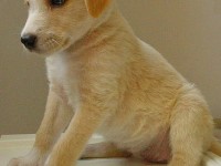 Acheter un animal de compagnie : les 5 règles d'or à connaître