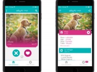 Adopte-moi : l'appli pour recueillir un animal abandonné