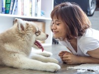 En octobre 2022, quel animal n'est pas concerné par le certificat d'engagement et de connaissance au moment de l'adoption ?