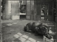 Alchimies : des photos de Sarah Moon au Muséum d'Histoire Naturelle