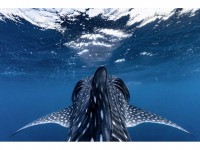 Alexis Rosenfeld 1 Ocean : un photographe en mission pour les océans