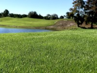 Alternatives au gazon : 5 plantes économes en eau