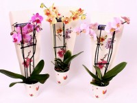 Alzheimer : achetez une orchidée pour la mémoire