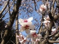 Amandier : présentation et conseils de culture