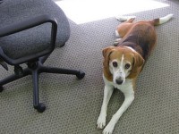 Amener son animal au travail : 5 choses à savoir