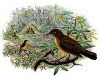 Animaux : les parades amoureuses les plus étonnantes