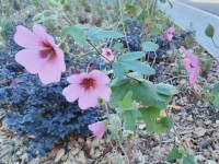 Anisodontea : la mauve du Cap en 5 questions