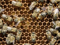 Apiculture