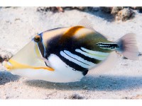 Aquarium : le top 5 des plus beaux poissons exotiques