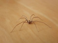 Araignée violoniste en France : faut-il s'inquiéter ?