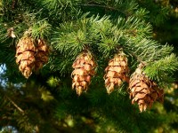 Arbres : 5 choses à savoir sur les conifères