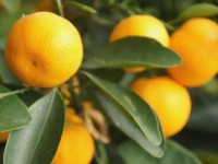 Arbres : 5 conseils pour avoir de beaux agrumes