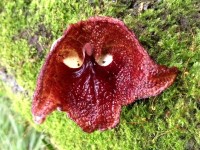 Aristolochia salvadorensis : la fleur Dark Vador !