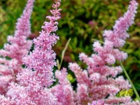 Astilbe : une plantation d’automne pour une magnifique floraison au printemps