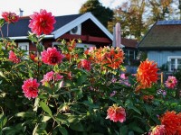 Automne : 10 plantes pour mettre de la couleur au jardin