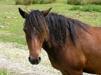 Avoir un cheval : combien ça coûte ?