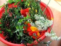 Balcon comestible : quelles plantes faire pousser ?