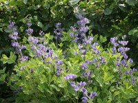Baptisia australis ou lupin indigo : une plante facile à cultiver