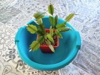 Bassiner les plantes : tout comprendre à cette méthode d'arrosage en 8 questions