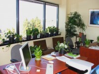 Bien-être au travail : 4 bonnes raisons de mettre des plantes vertes au bureau