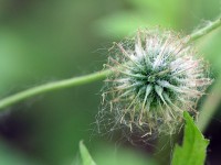 Biomimétisme : quand l'industrie s'inspire de la nature