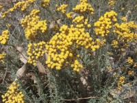 Bobos du sport : 5 plantes médicinales pour les sportifs