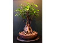 Bonsaï : l'entretien du Ficus ginseng en 5 questions