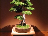 Bonsaï
