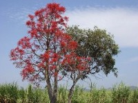 Brachychiton acerifolius ou flamme australienne : un arbre spectaculaire