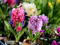 Bulbes à fleurs : 5 astuces pour les faire refleurir