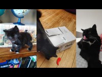 Caats Avis : Mon expérience avec cette alimentation pour chat (+ promo)