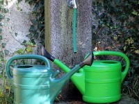 Canicule ou sécheresse : comment prendre soin des plantes ?