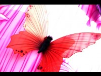 Carnaval de Nice, édition 2013 : Des couleurs plein les yeux 