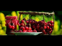 Ces aliments courants sont ils Vegans ?