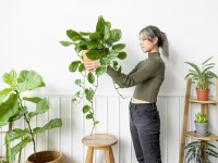 Chaleur : des plantes d'intérieur pour rafraîchir la maison