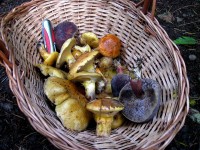 Champignons : attention à l'intoxication !