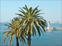 Charançon rouge et papillon : comment traiter les palmiers malades ?