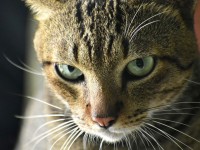 Chats : 5 choses à savoir sur les moustaches du chat