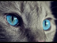 Chat 6 Choses A Savoir Sur Sa Litiere Chat 6 Choses A Savoir Sur Sa Litiere