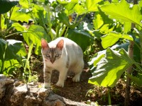 Chats au potager : 5 astuces pour les éloigner